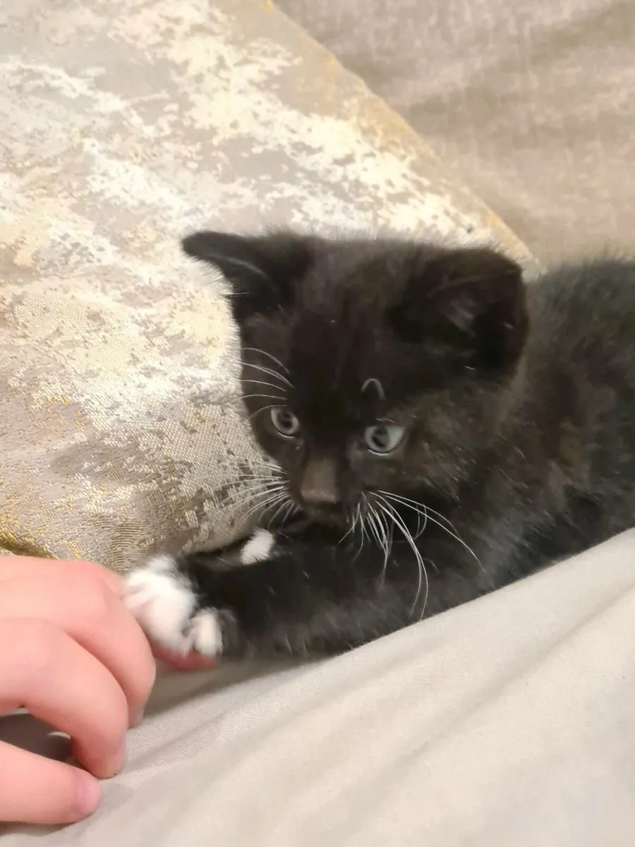 Kitten - Image 1