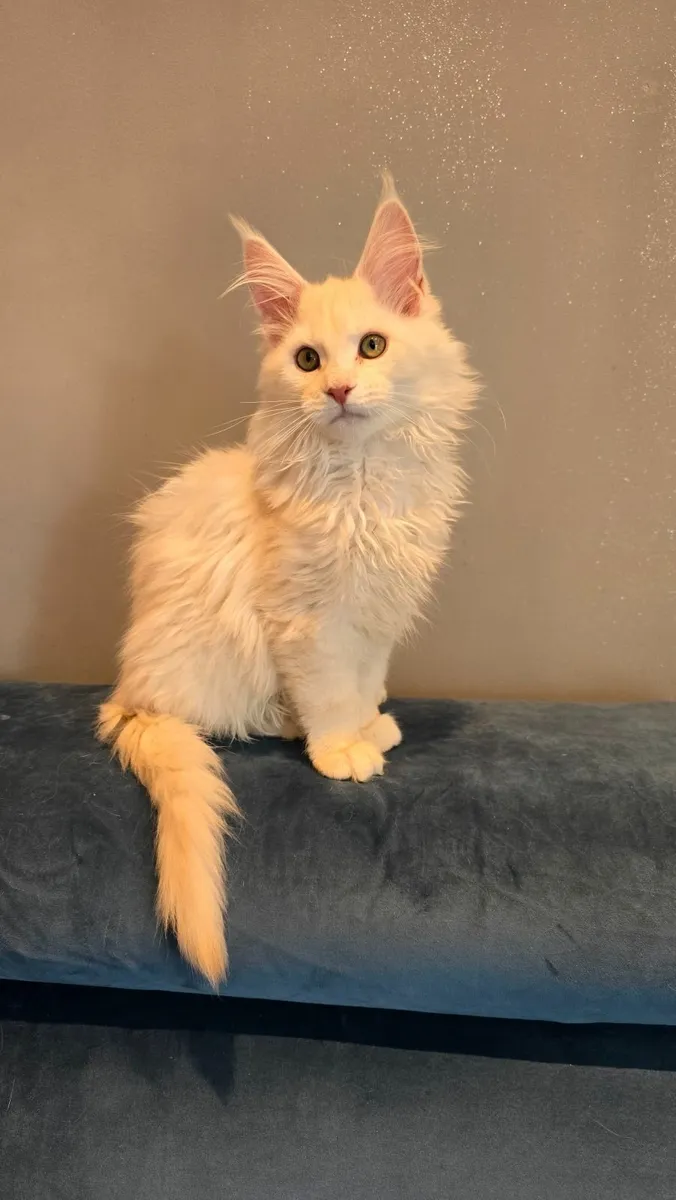 Registered Maine Coon kittens - Image 2