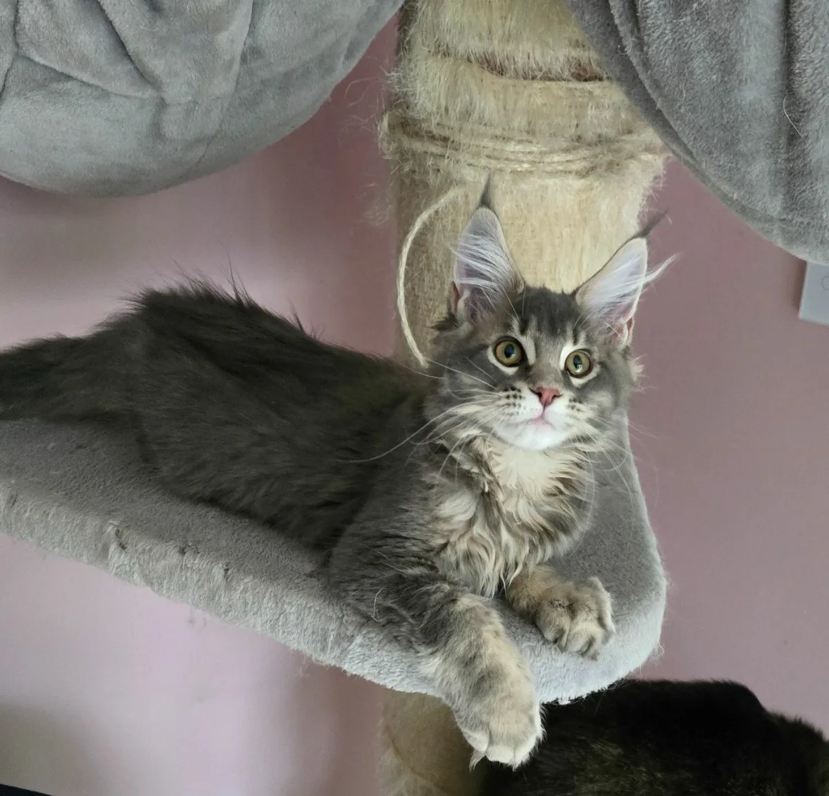 Registered Maine Coon kittens - Image 3
