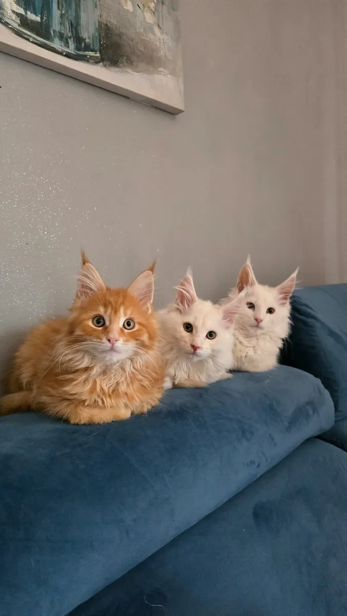 Registered Maine Coon kittens - Image 1