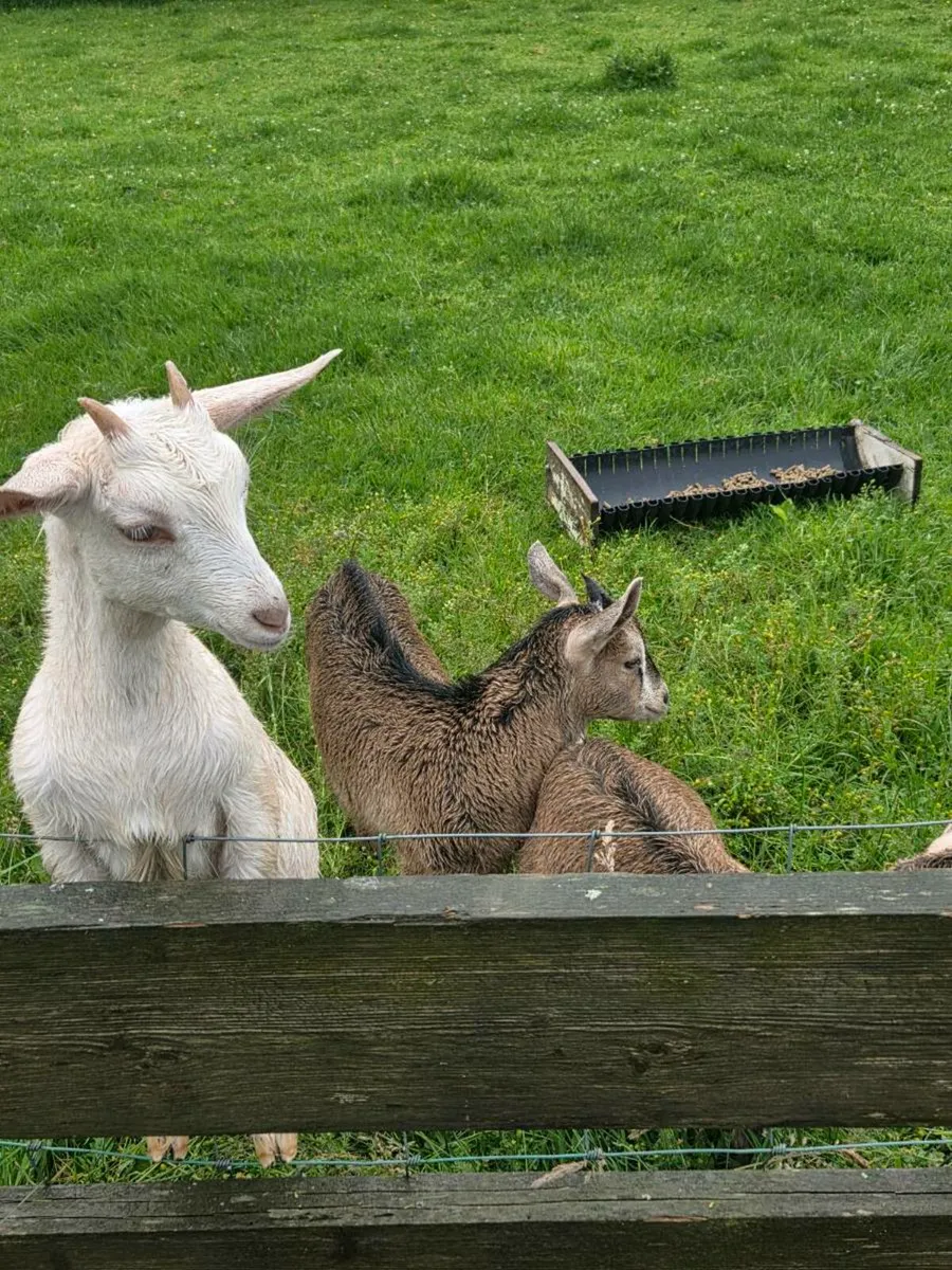 Pet Kid goats - Image 1