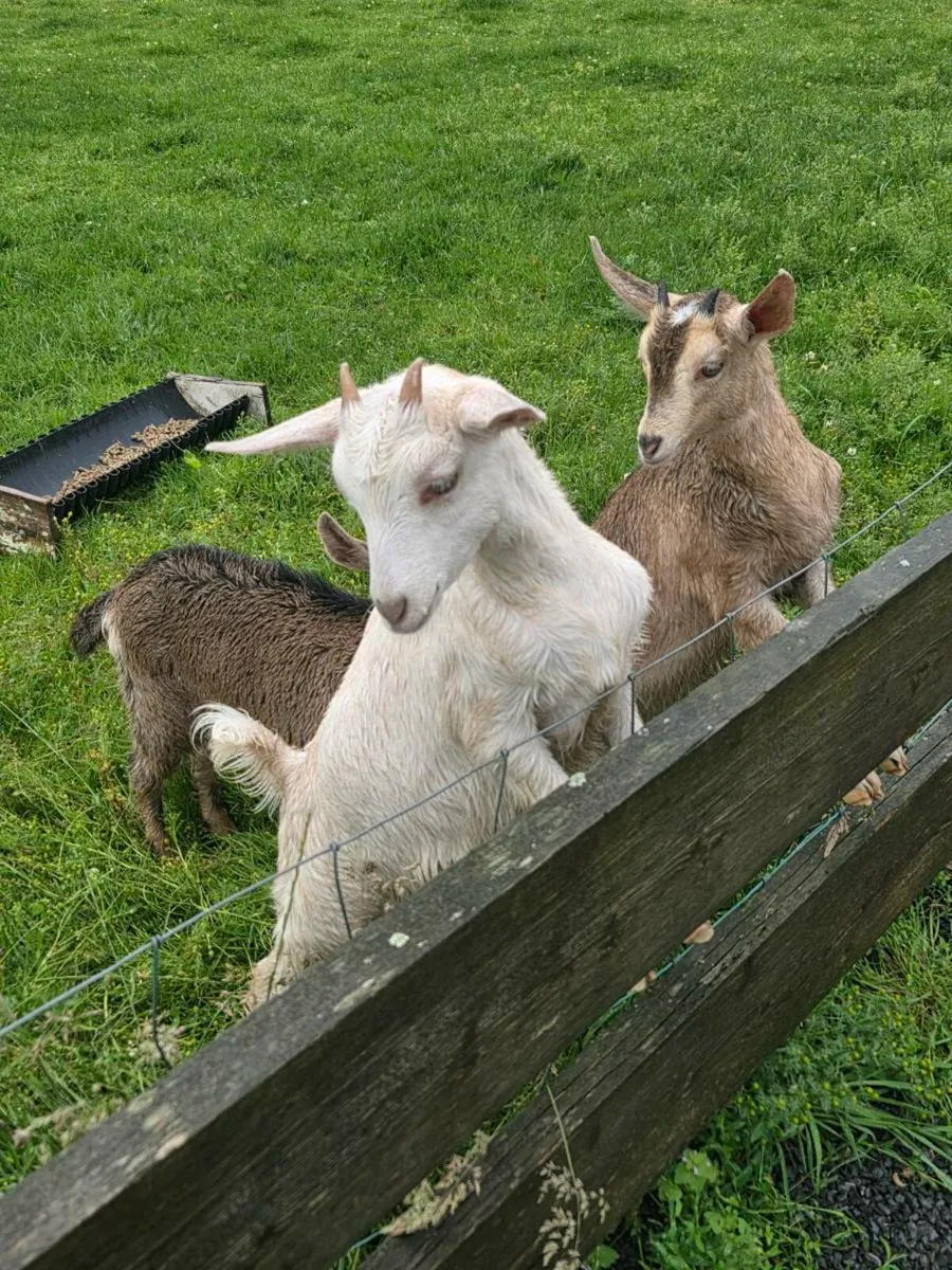Pet Kid goats - Image 2