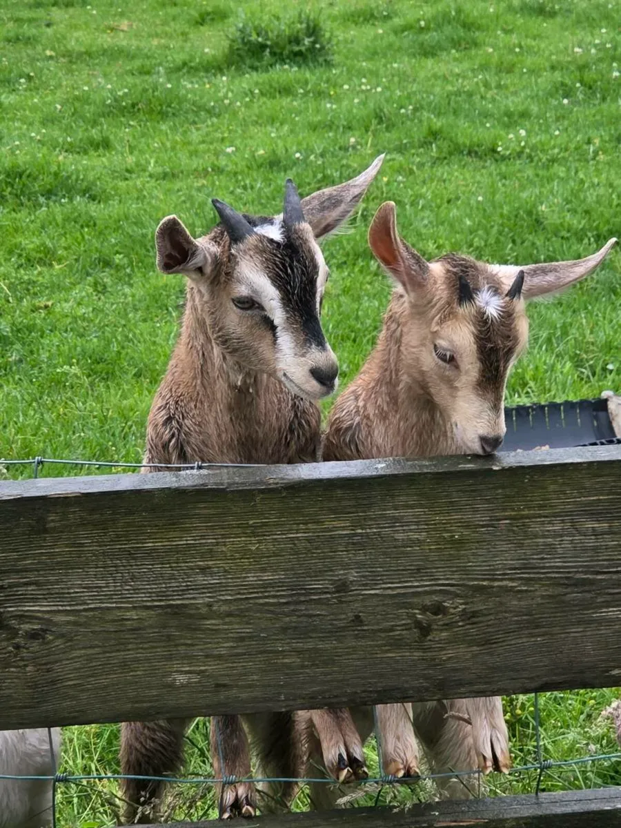 Pet Kid goats - Image 3