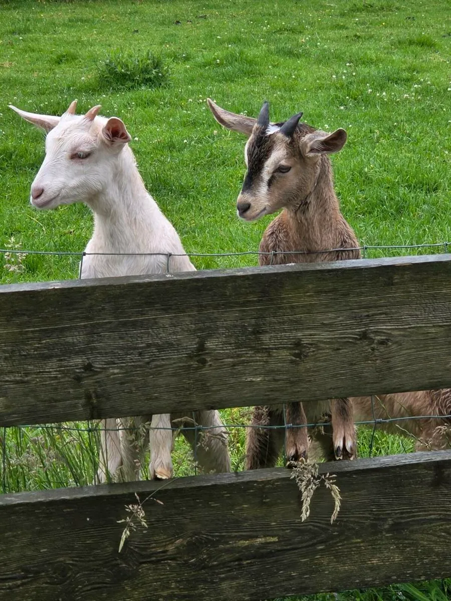 Pet Kid goats - Image 4