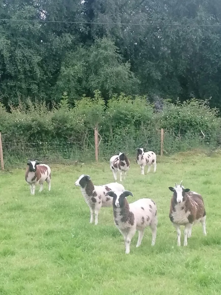 Jacob sheep - Image 1