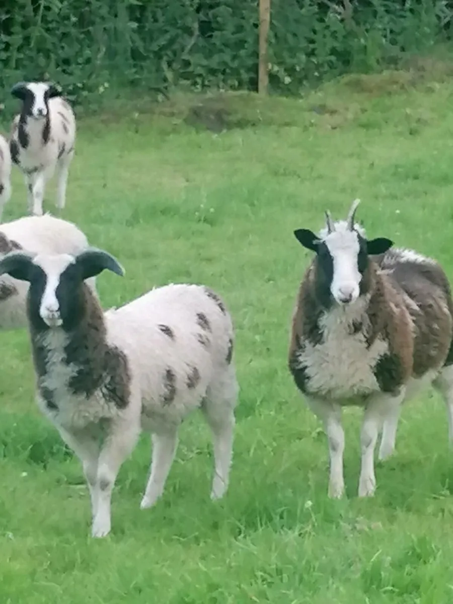 Jacob sheep - Image 3