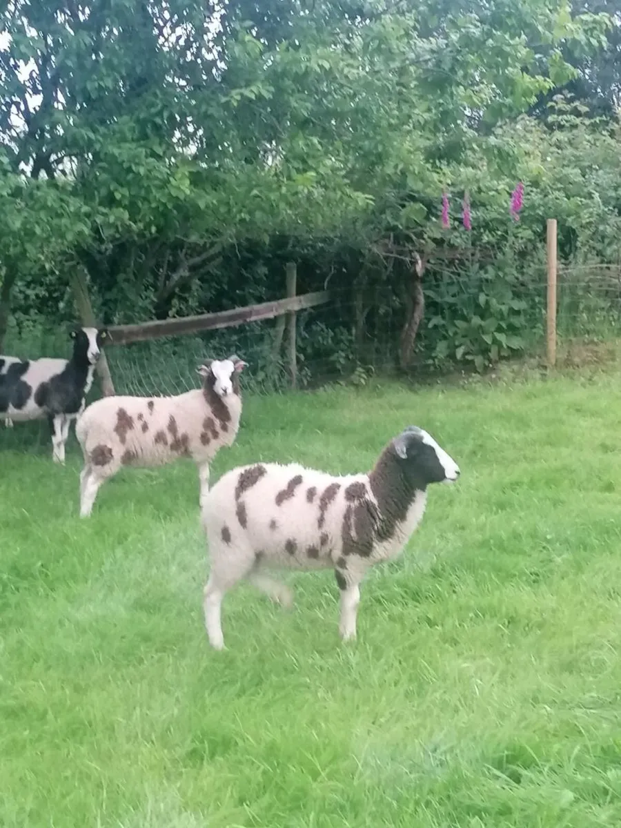Jacob sheep - Image 4