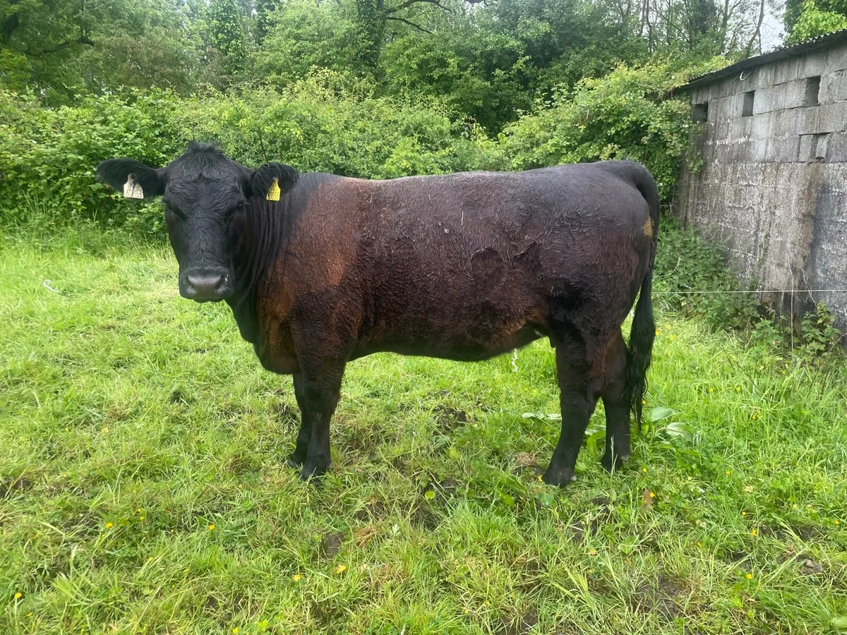 In calf Angus Heifer - Image 1