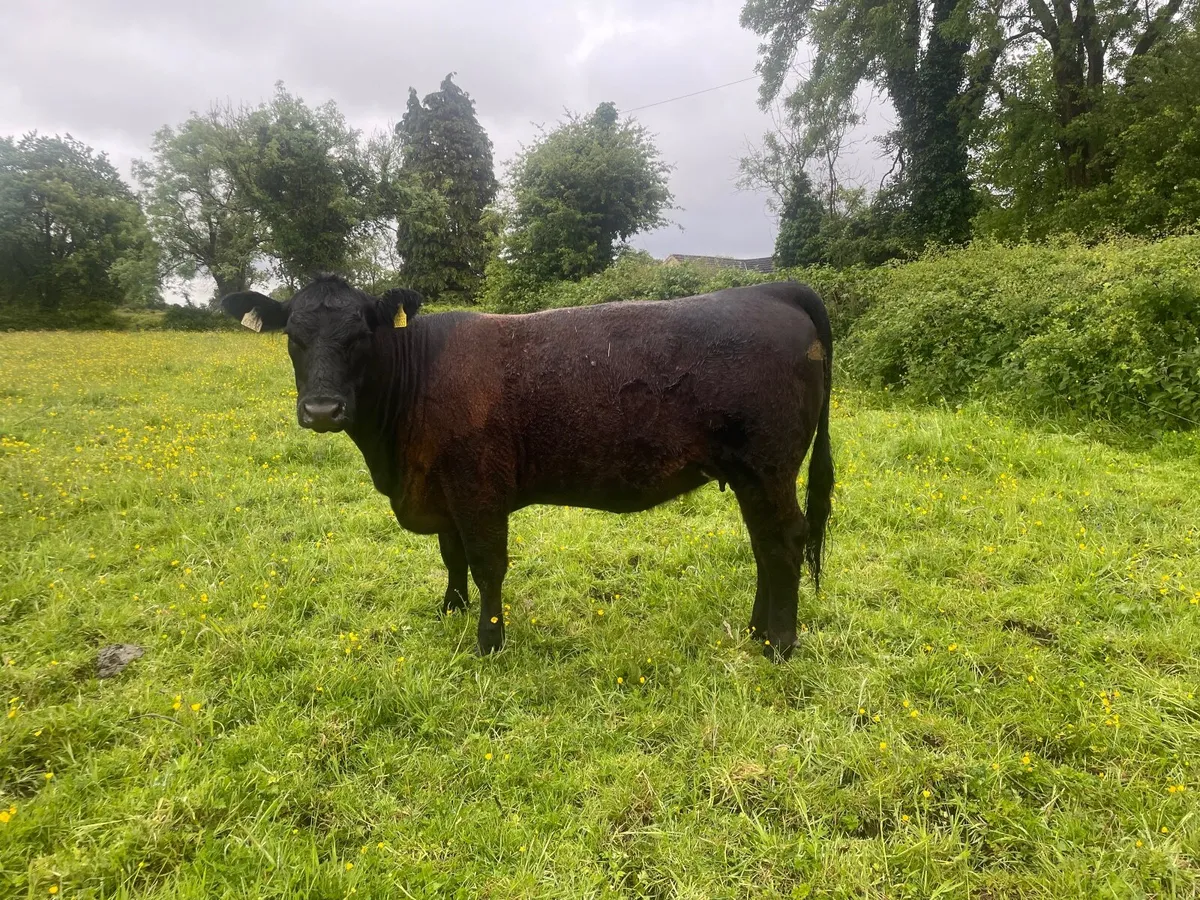 In calf Angus Heifer - Image 2