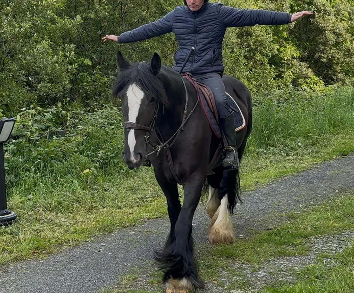 Bombproof allrounder - Image 3