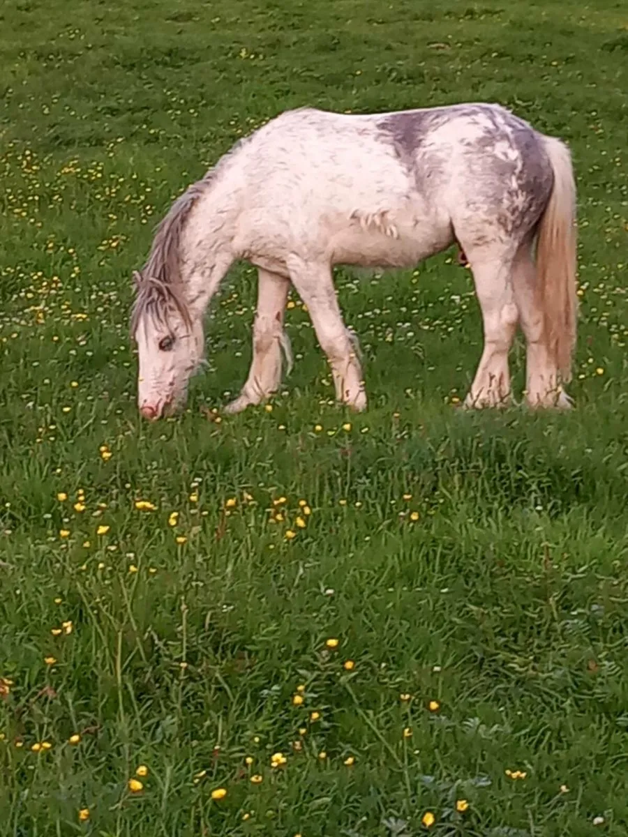 Yearling colt - Image 1