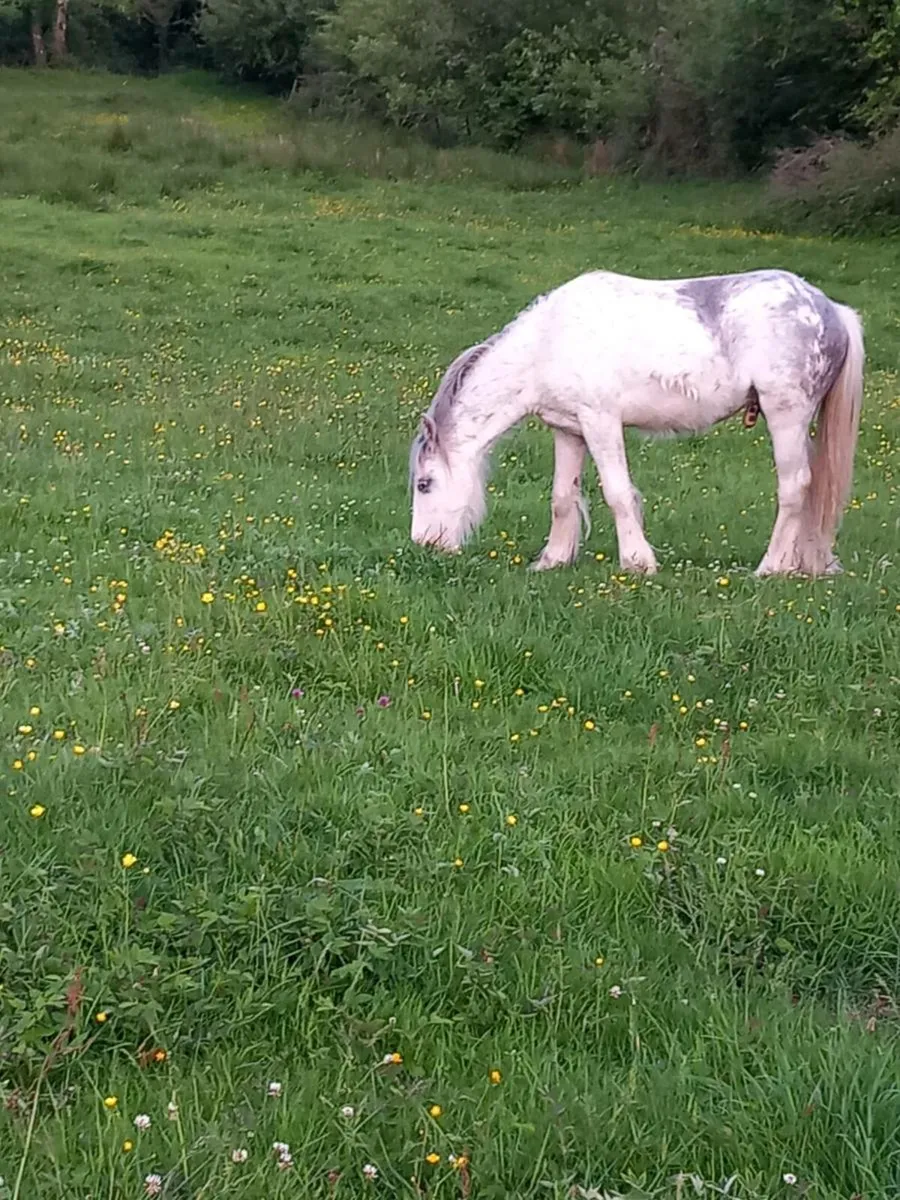 Yearling colt - Image 2