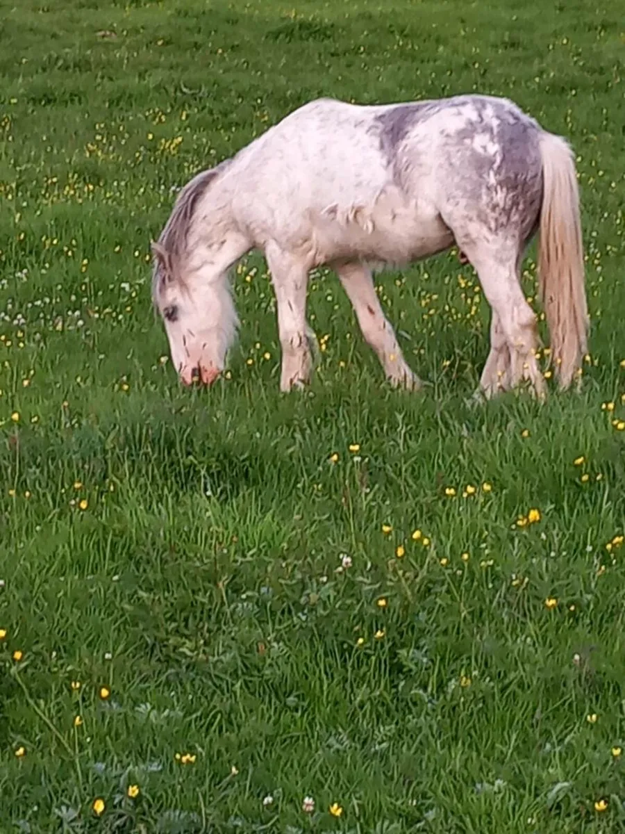 Yearling colt - Image 3