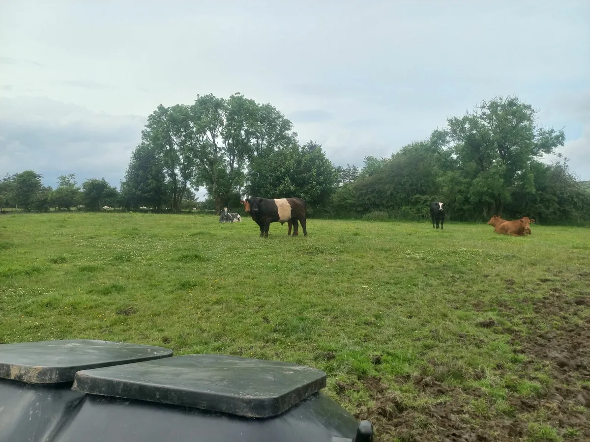 Bull - Image 1