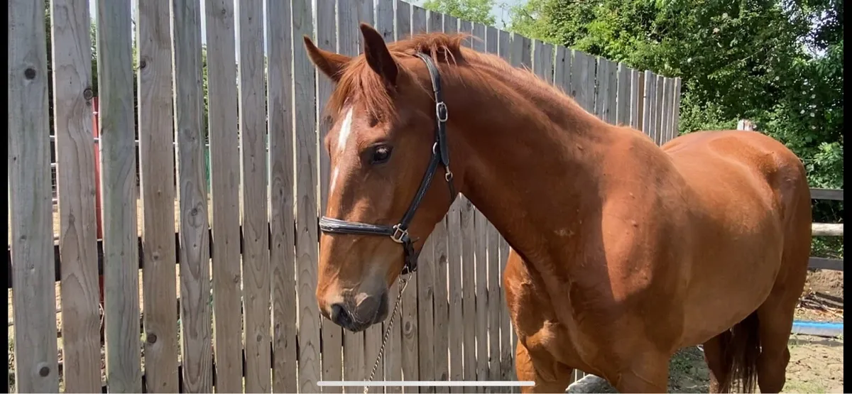 3yr old gelding - Image 1