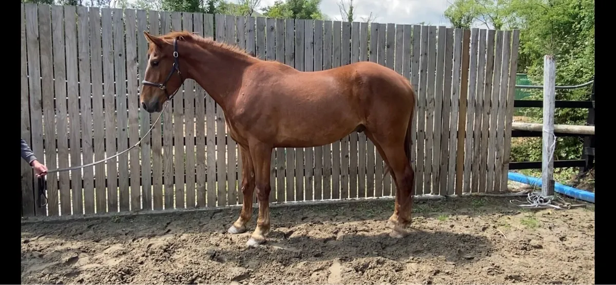 3yr old gelding - Image 2