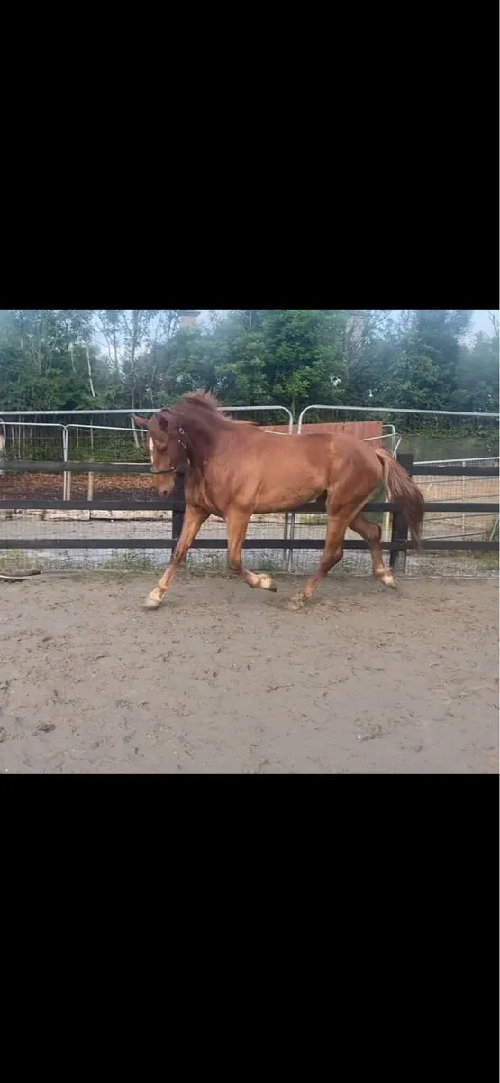 3yr old gelding - Image 3
