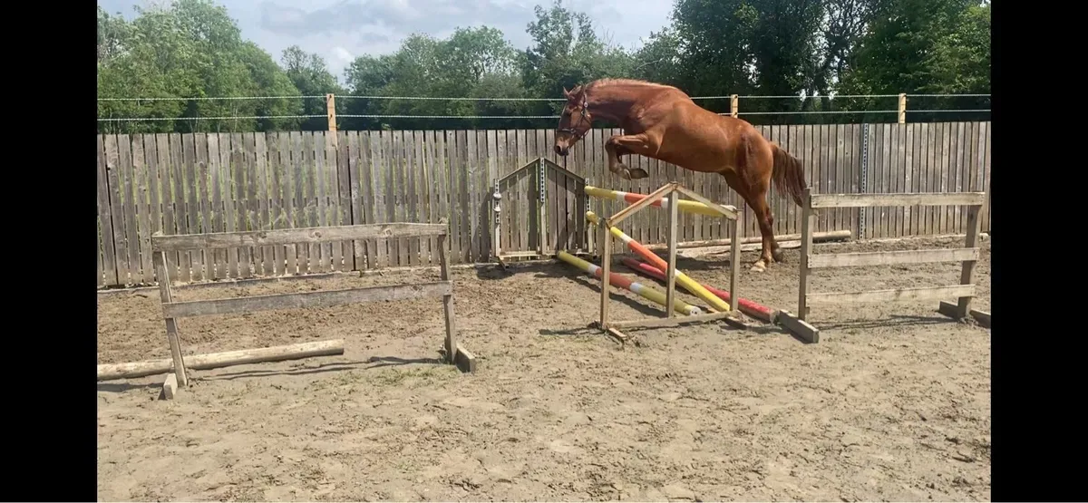 3yr old gelding - Image 4