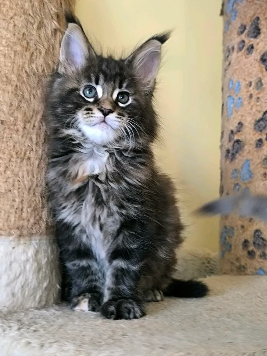 Maine coon kittens for sale - Image 1