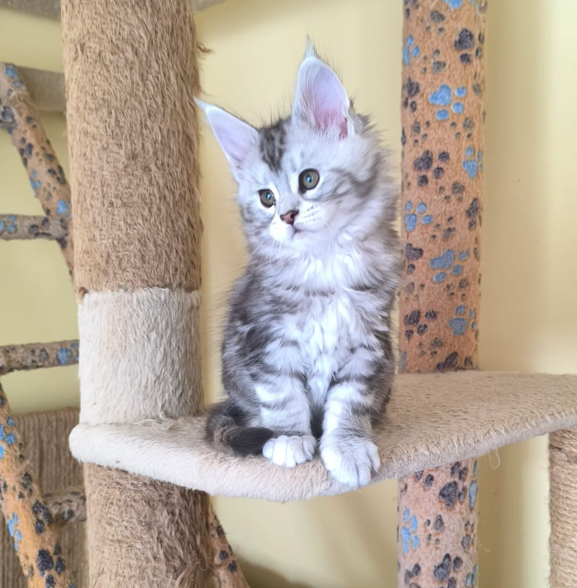 Maine coon kittens for sale - Image 2