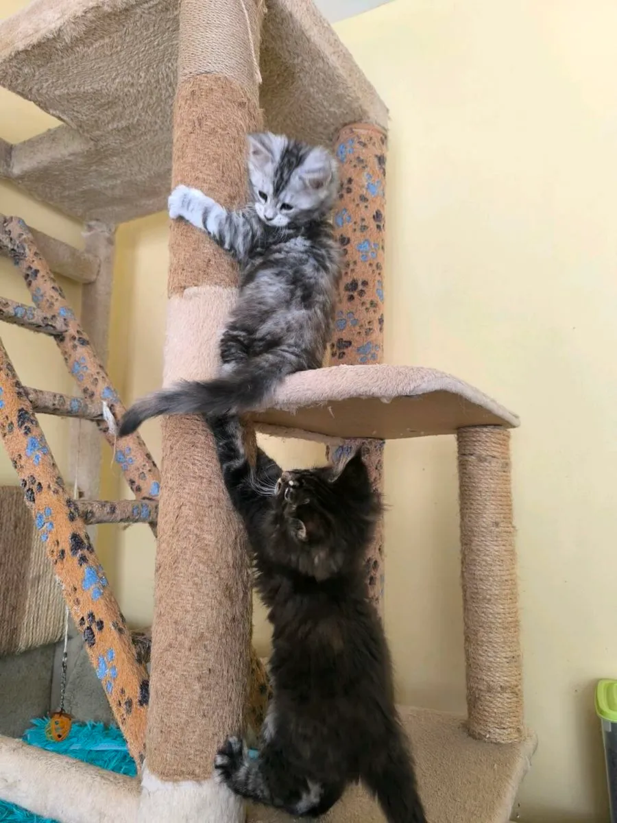 Maine coon kittens for sale - Image 3