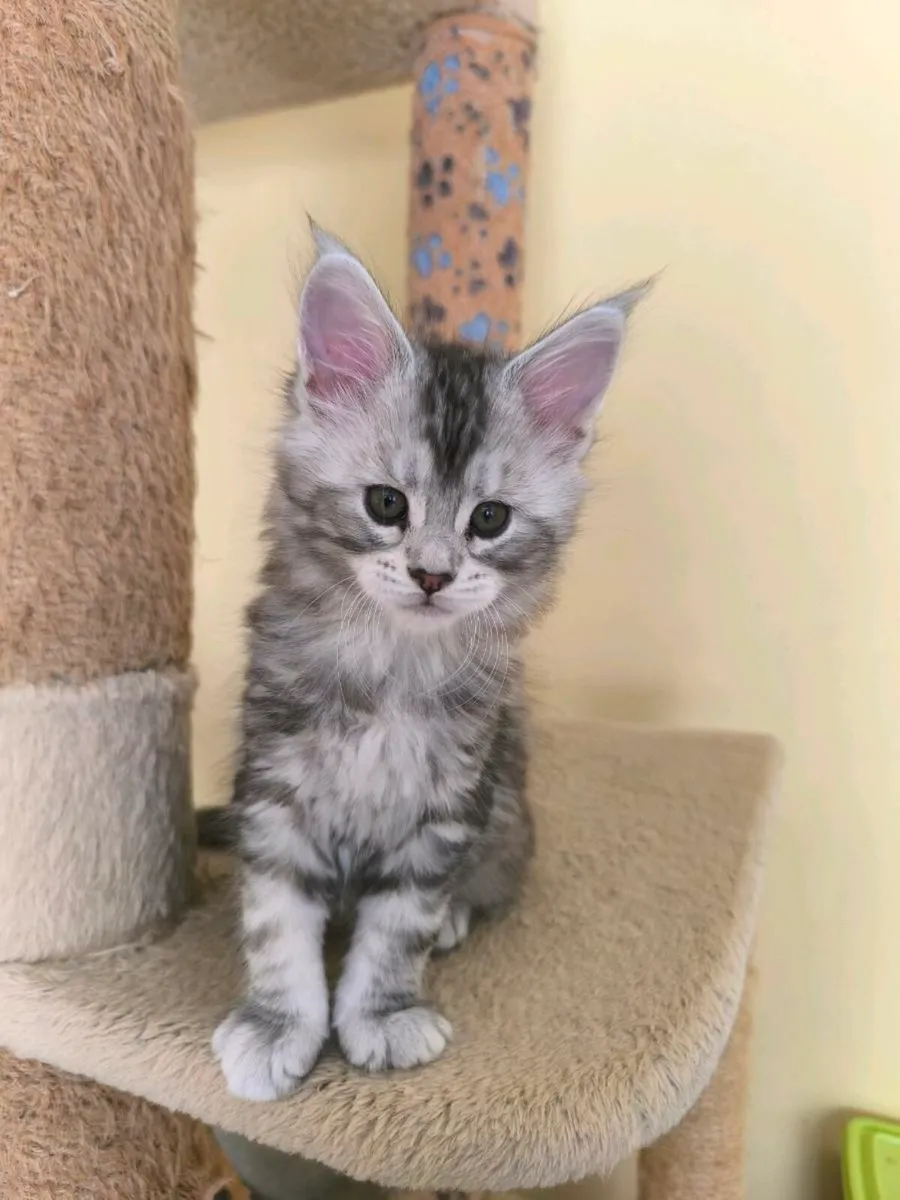 Maine coon kittens for sale - Image 4