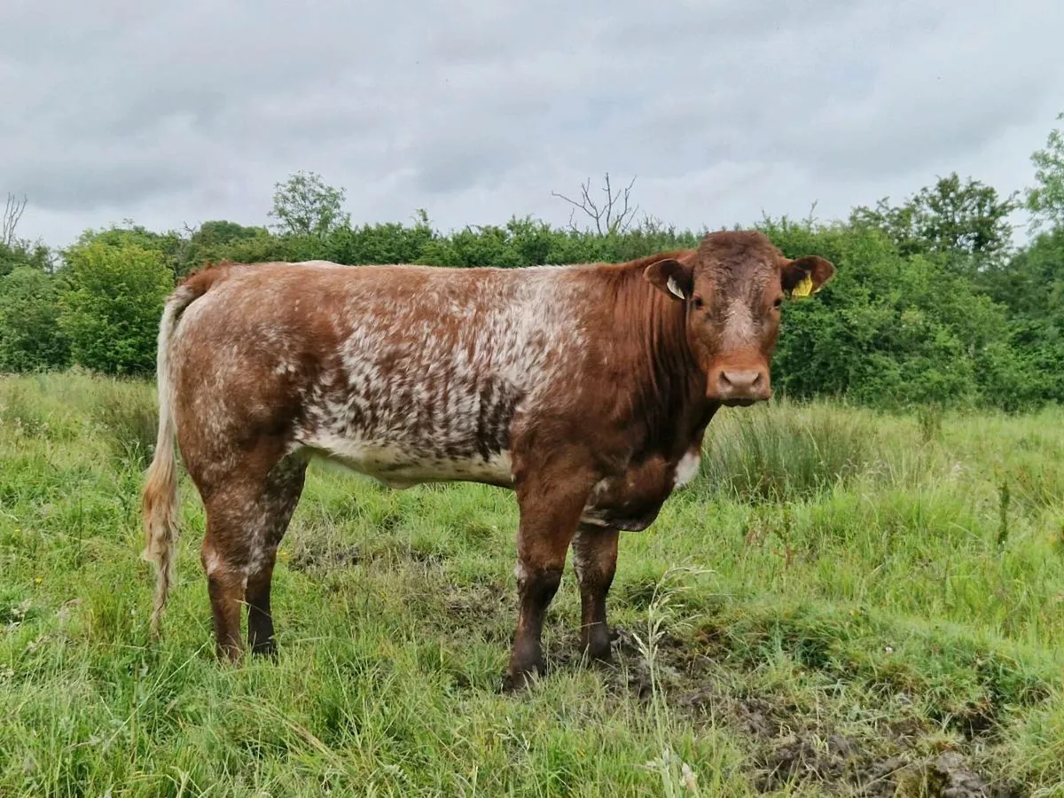 Roan Show/breeding Heifer - Image 1