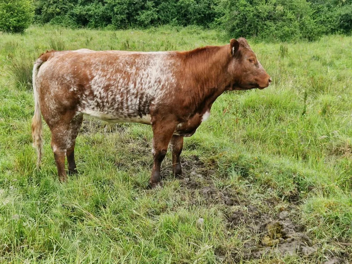 Roan Show/breeding Heifer - Image 2