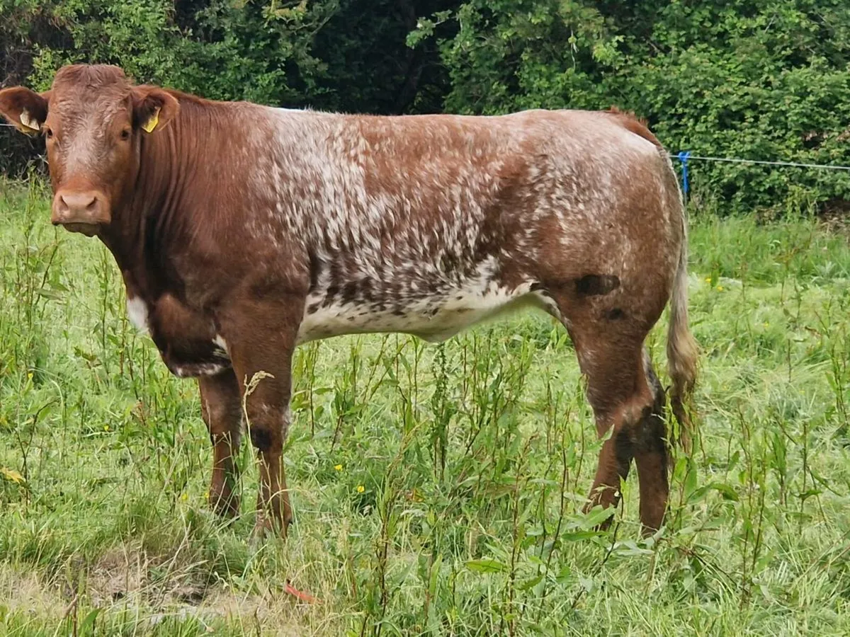 Roan Show/breeding Heifer - Image 3