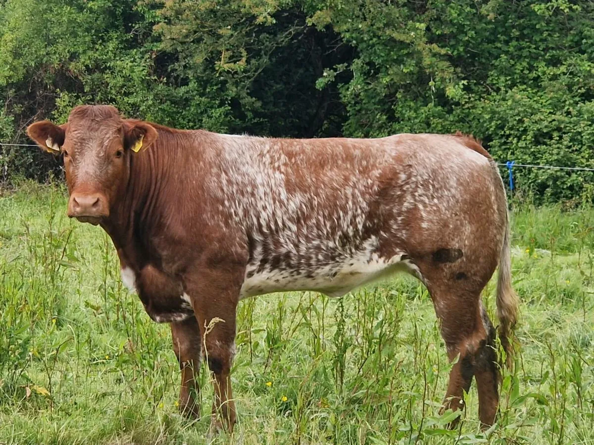 Roan Show/breeding Heifer - Image 4