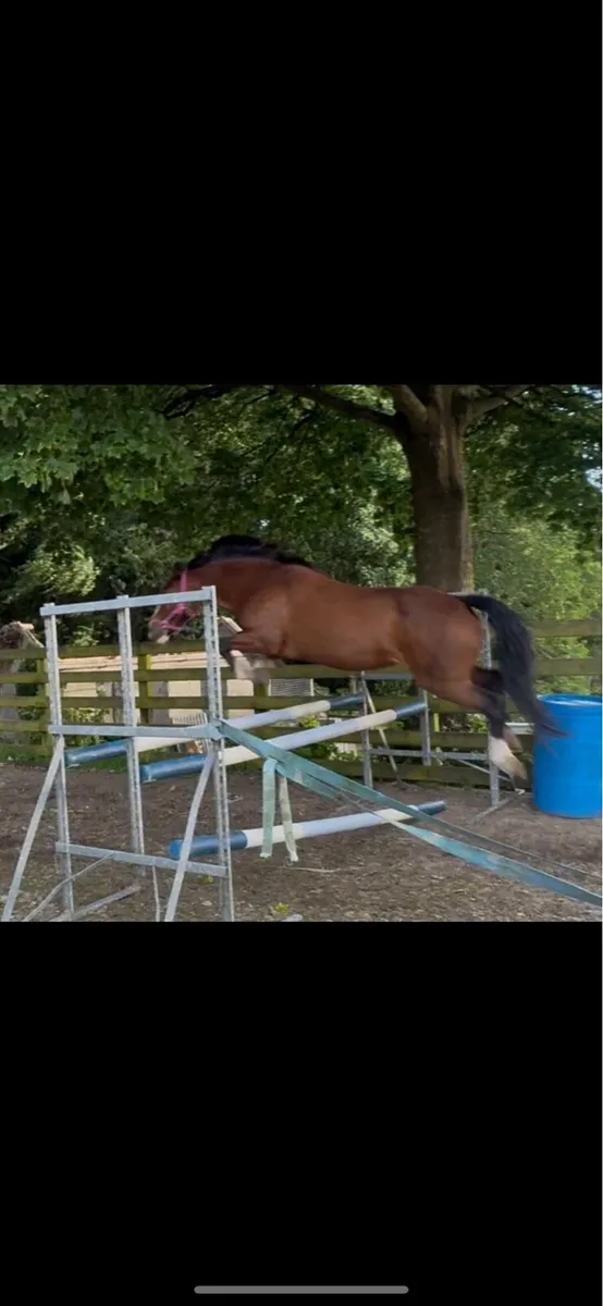gwennic de goariva mare in foal