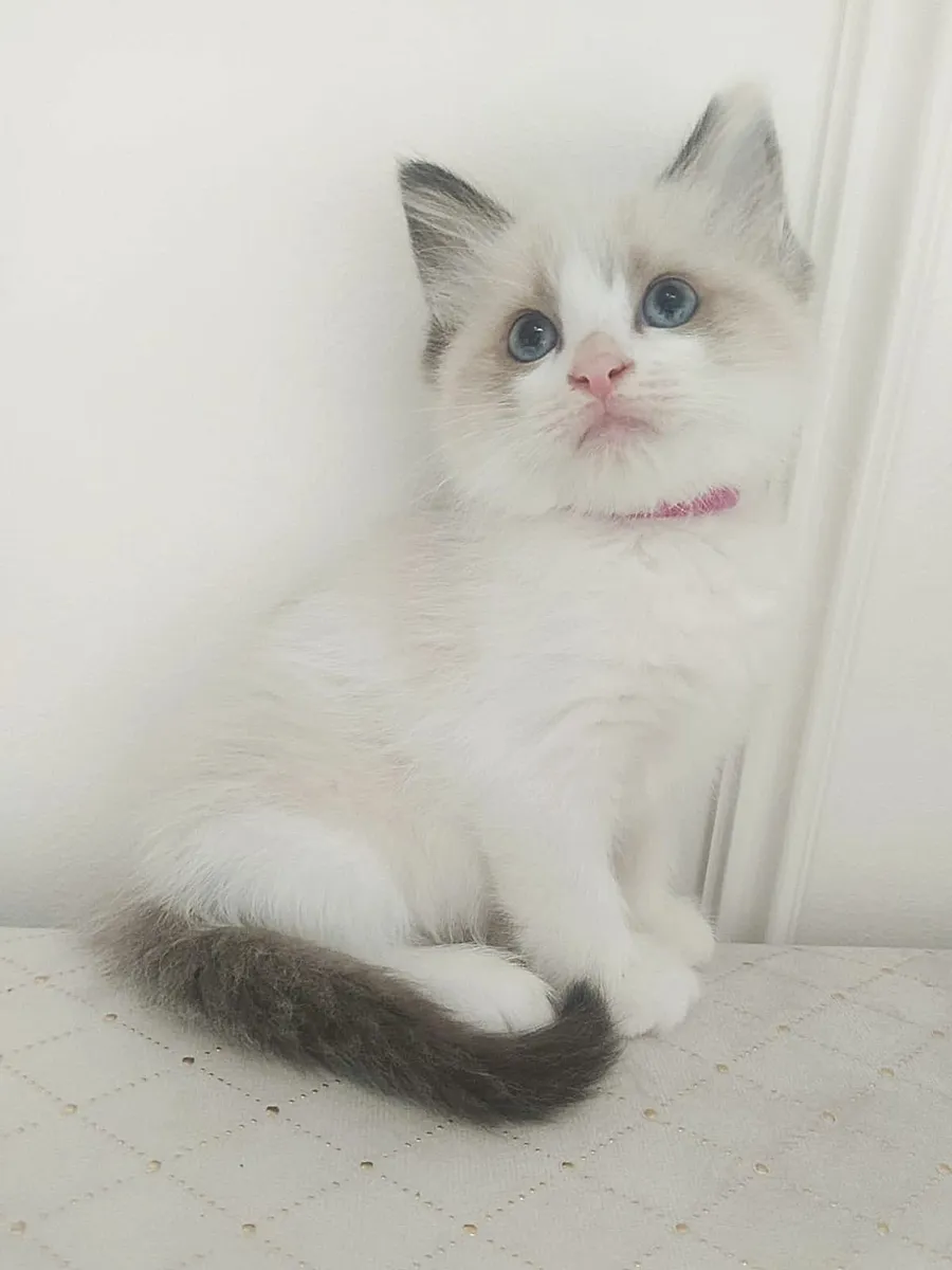 Ragdoll Kittens - Image 4