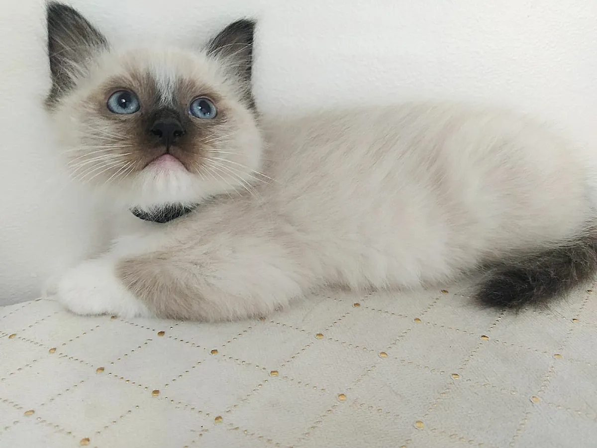 Ragdoll Kittens - Image 2