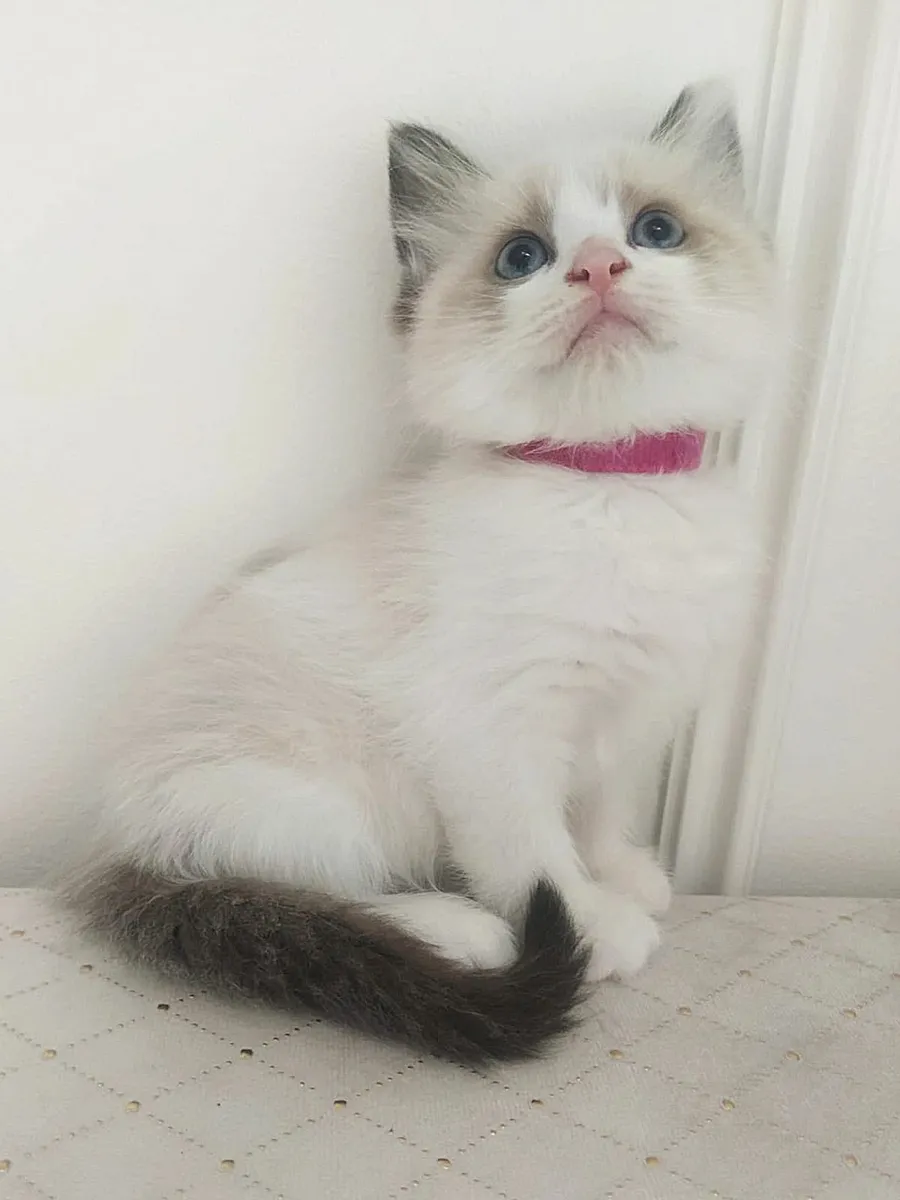 Ragdoll Kittens - Image 3