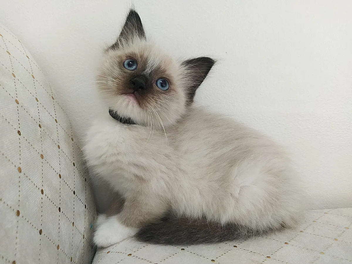Ragdoll Kittens - Image 1