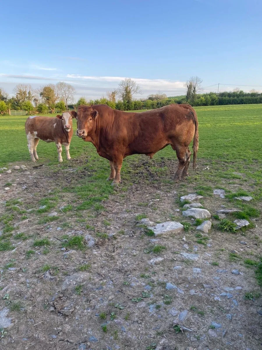 Limousine Bull- easy calving - Image 1