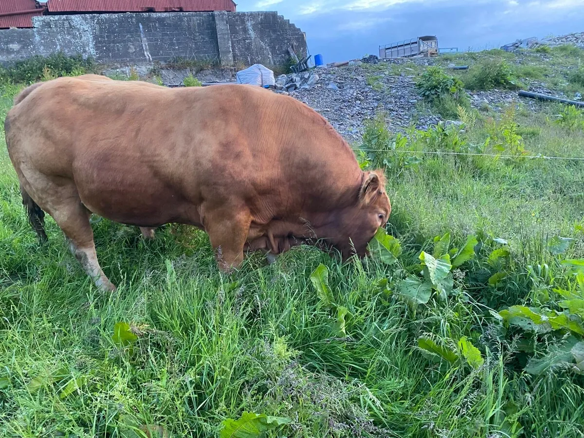 Limousine Bull- easy calving - Image 3