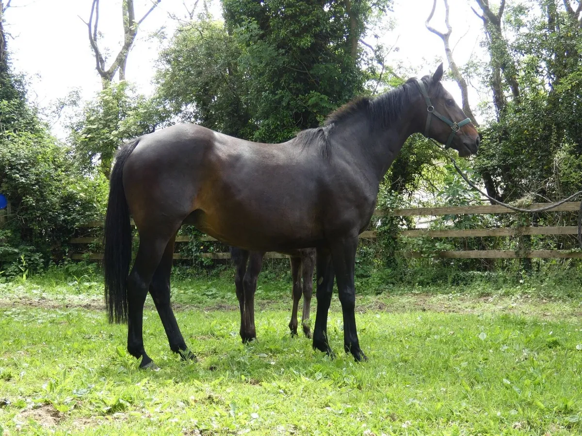 Kings Master Broodmare - Image 1