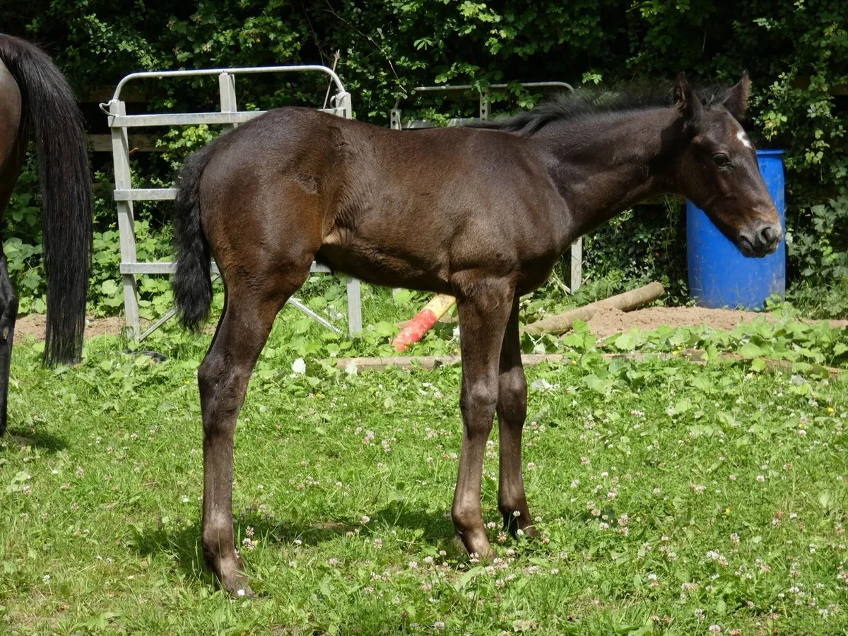Kings Master Broodmare - Image 2