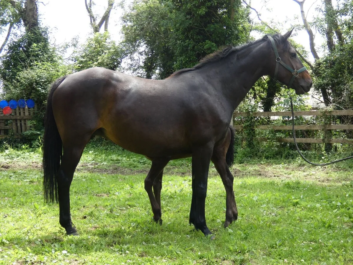 Kings Master Broodmare - Image 3
