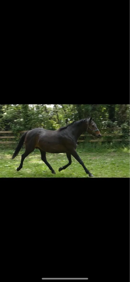 Kings Master Broodmare - Image 4