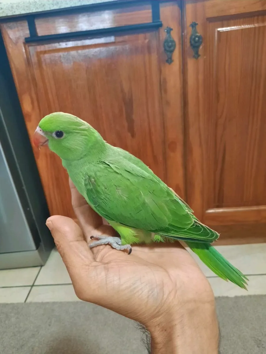 birds - Image 1