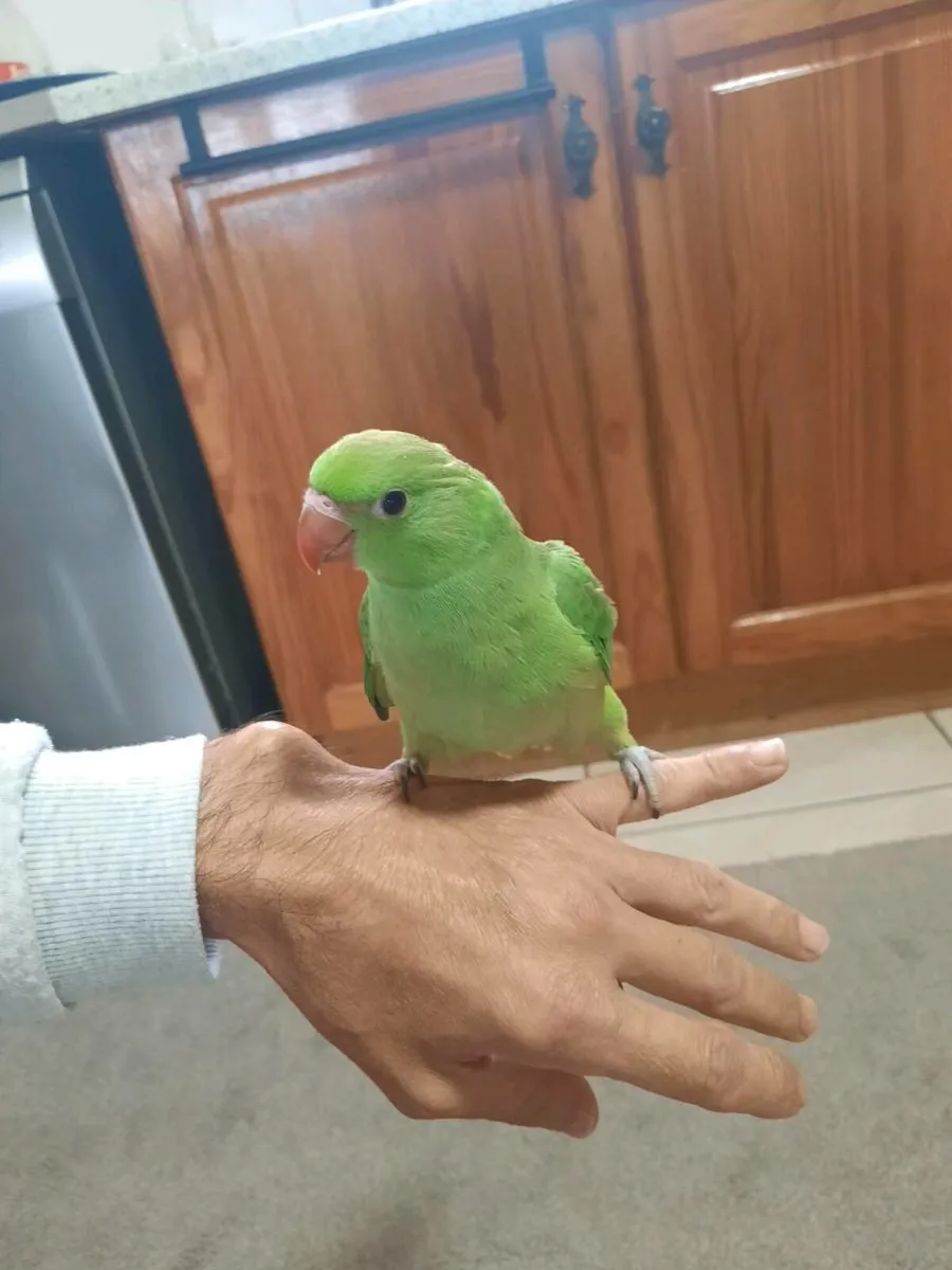 birds - Image 2