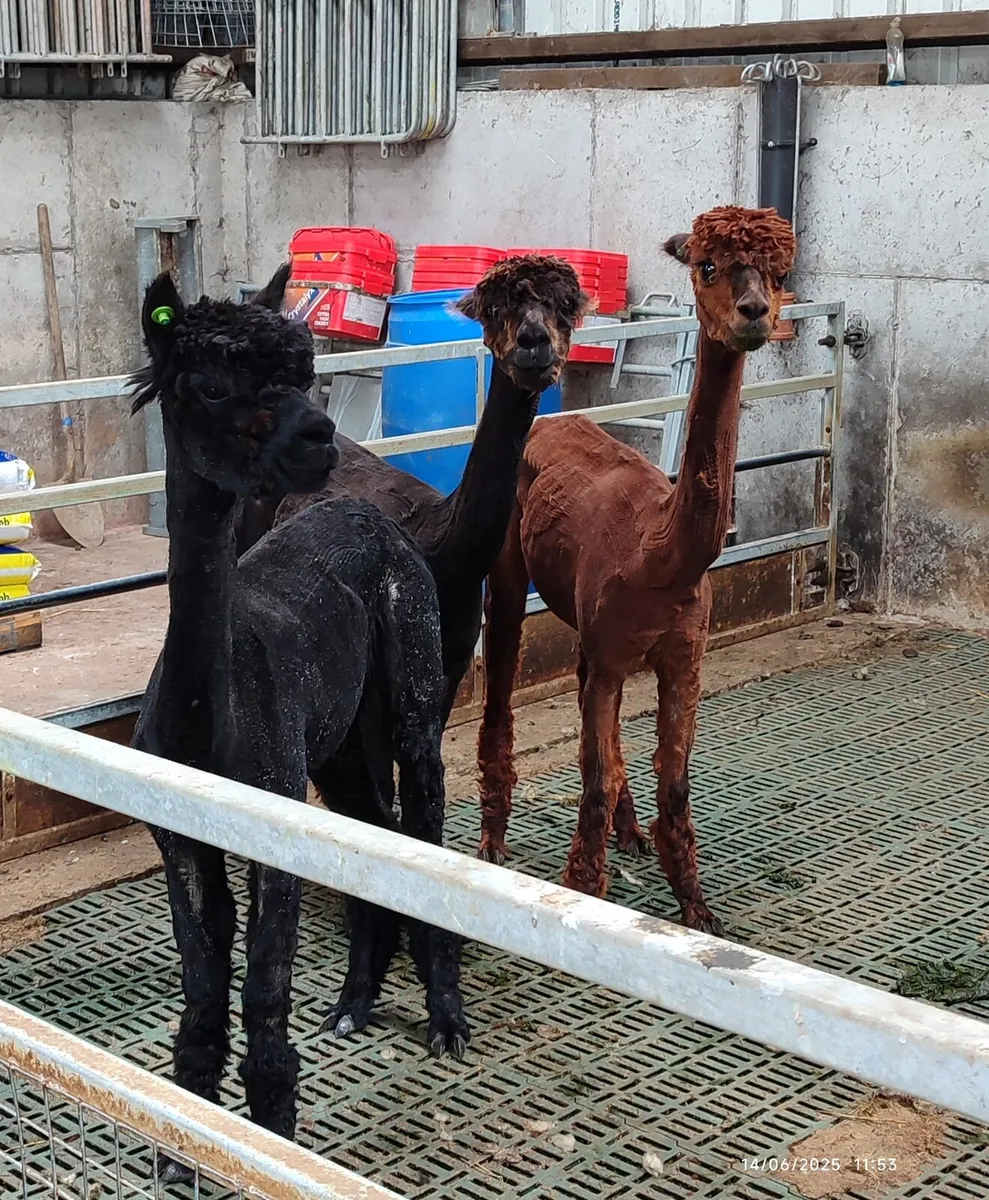 Alpaca  (Starter flock) - Image 1