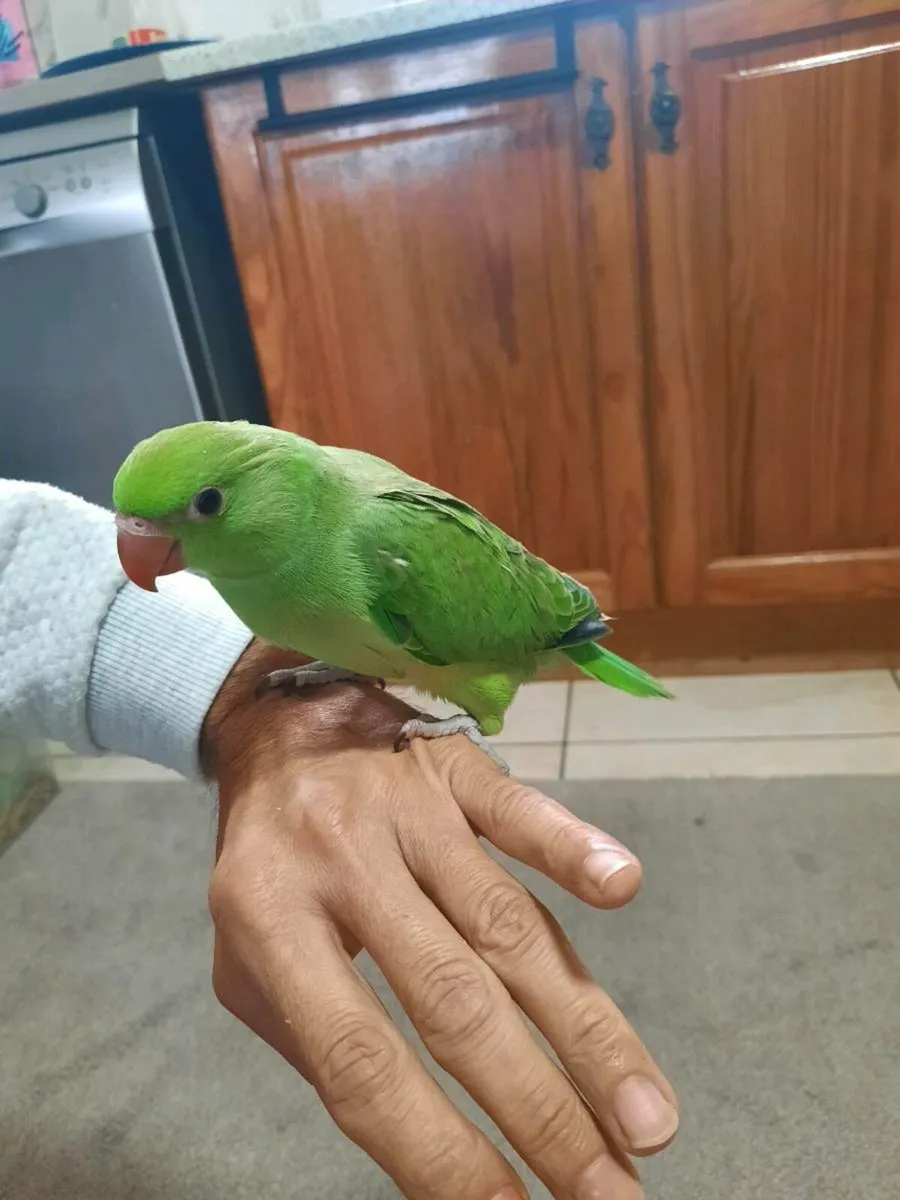 birds - Image 3