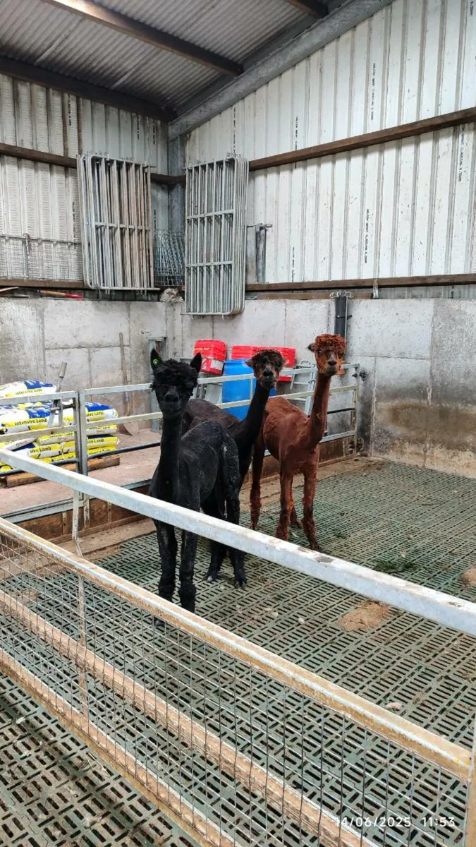 Alpaca  (Starter flock) - Image 2
