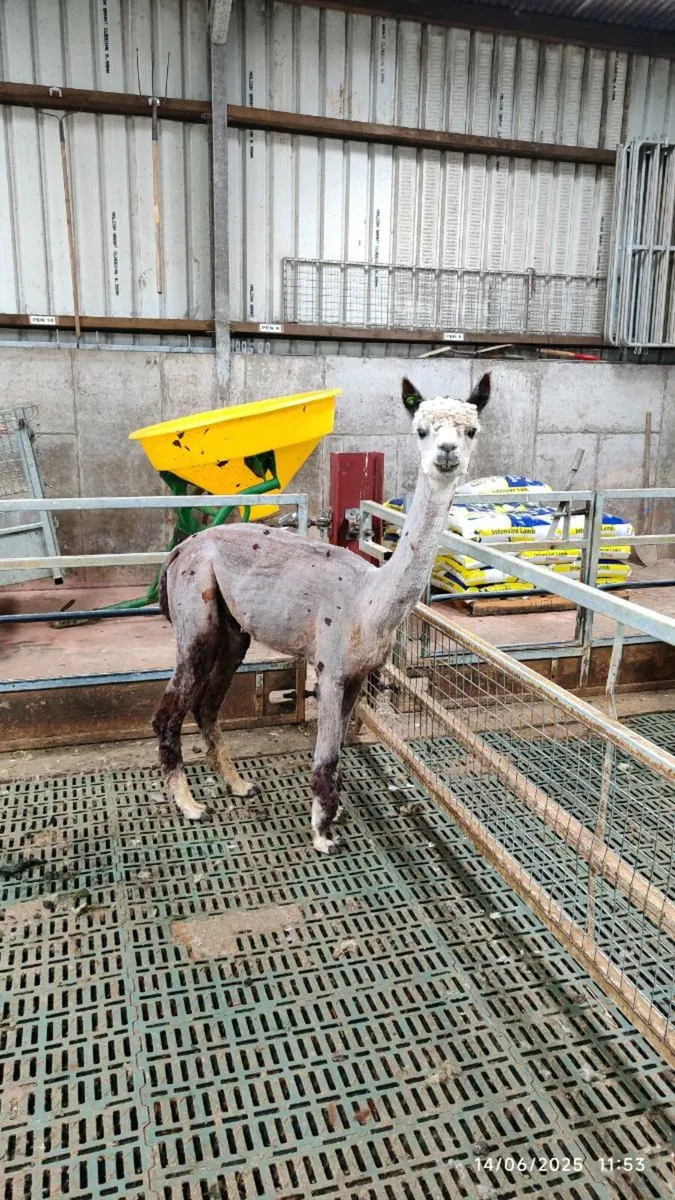 Alpaca  (Starter flock) - Image 4