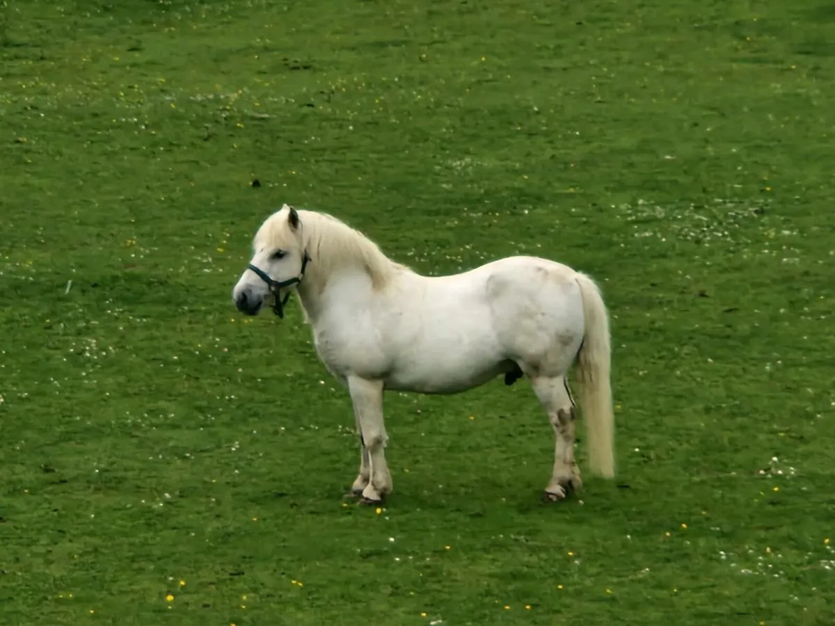 Beginner's pony - Image 1