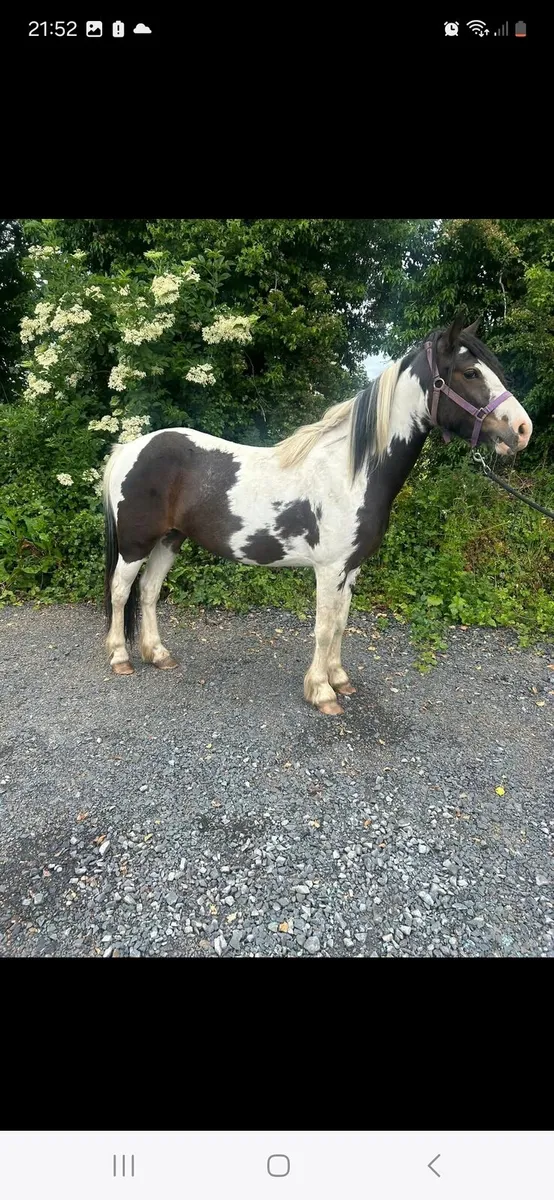 4 Yr old filly - Image 1