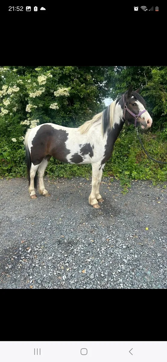 4 Yr old filly - Image 2